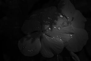 写真作品