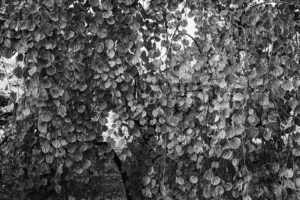 写真作品