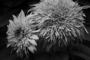 写真作品