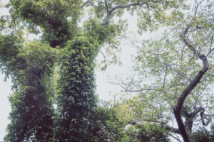 写真作品