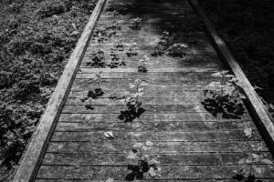 写真作品