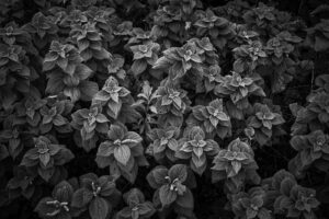 写真作品