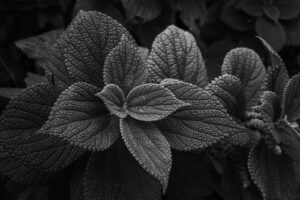 写真作品
