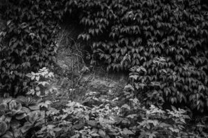 写真作品