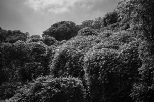 写真作品