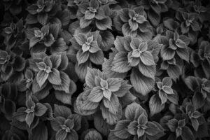 似て非なる兄弟 50mmと35mm