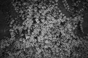 カメラ：SONY α7CII 194