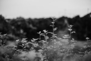 カメラ：SONY α7CII 185
