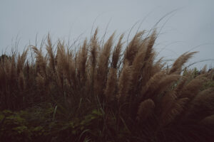 カメラ：SONY α7CII 174