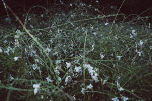 カメラ：SONY α7CII 173