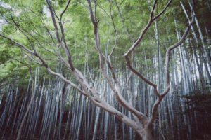 カメラ：SONY α7CII 157