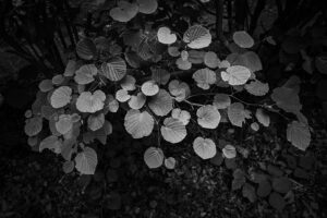 カメラ：SONY α7CII 142