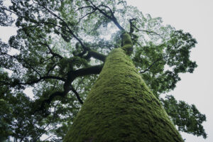 カメラ：SONY α7CII 126