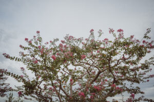 カメラ：SONY α7CII 137