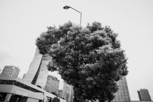 カメラ：SONY α7CII 136