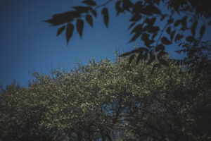 カメラ：SONY α7CII 110