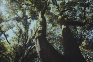 カメラ：SONY α7CII 102