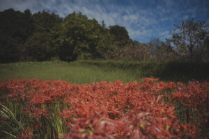 カメラ：SONY α7CII 96