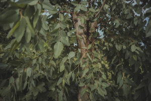 カメラ：SONY α7CII 93