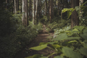 カメラ：SONY α7CII 85
