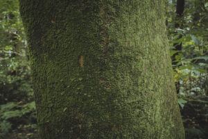 カメラ：SONY α7CII 80