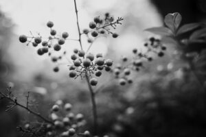 カメラ：SONY α7CII 58