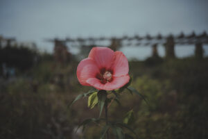 カメラ：SONY α7CII 52
