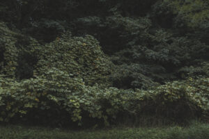 カメラ：SONY α7CII 45