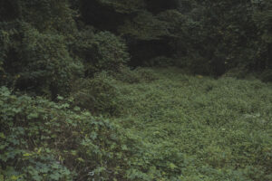 カメラ：SONY α7CII 42