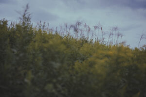 カメラ：SONY α7CII 36