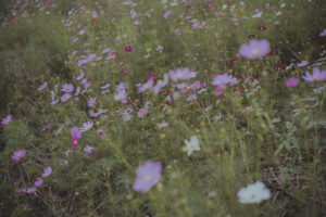 カメラ：SONY α7CII 32