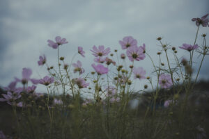 カメラ：SONY α7CII 30