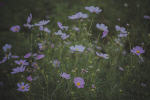 カメラ：SONY α7CII 31