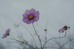 カメラ：SONY α7CII 29