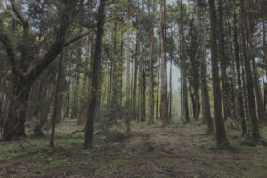写真一覧 133