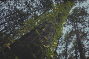 写真一覧 115