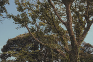 カメラ：FUJIFILM X-E4 5