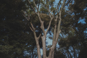 カメラ：FUJIFILM X-E4 3