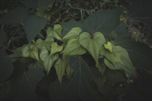 カメラ：FUJIFILM X-E4 1