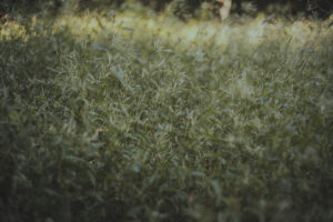 カメラ：SONY α7CII 14