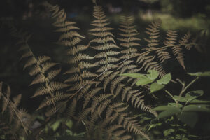 カメラ：SONY α7CII 13