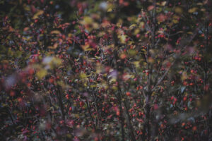 カメラ：SONY α7CII 11