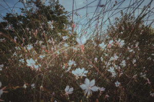 カメラ：RICOH  GR III 53